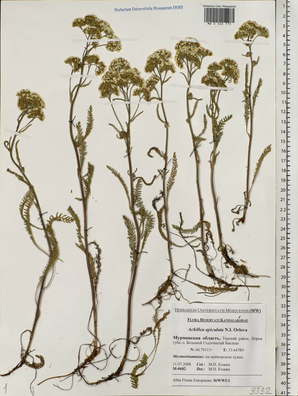 Achillea apiculata Orlova, Eastern Europe, Northern region (E1) (Russia)