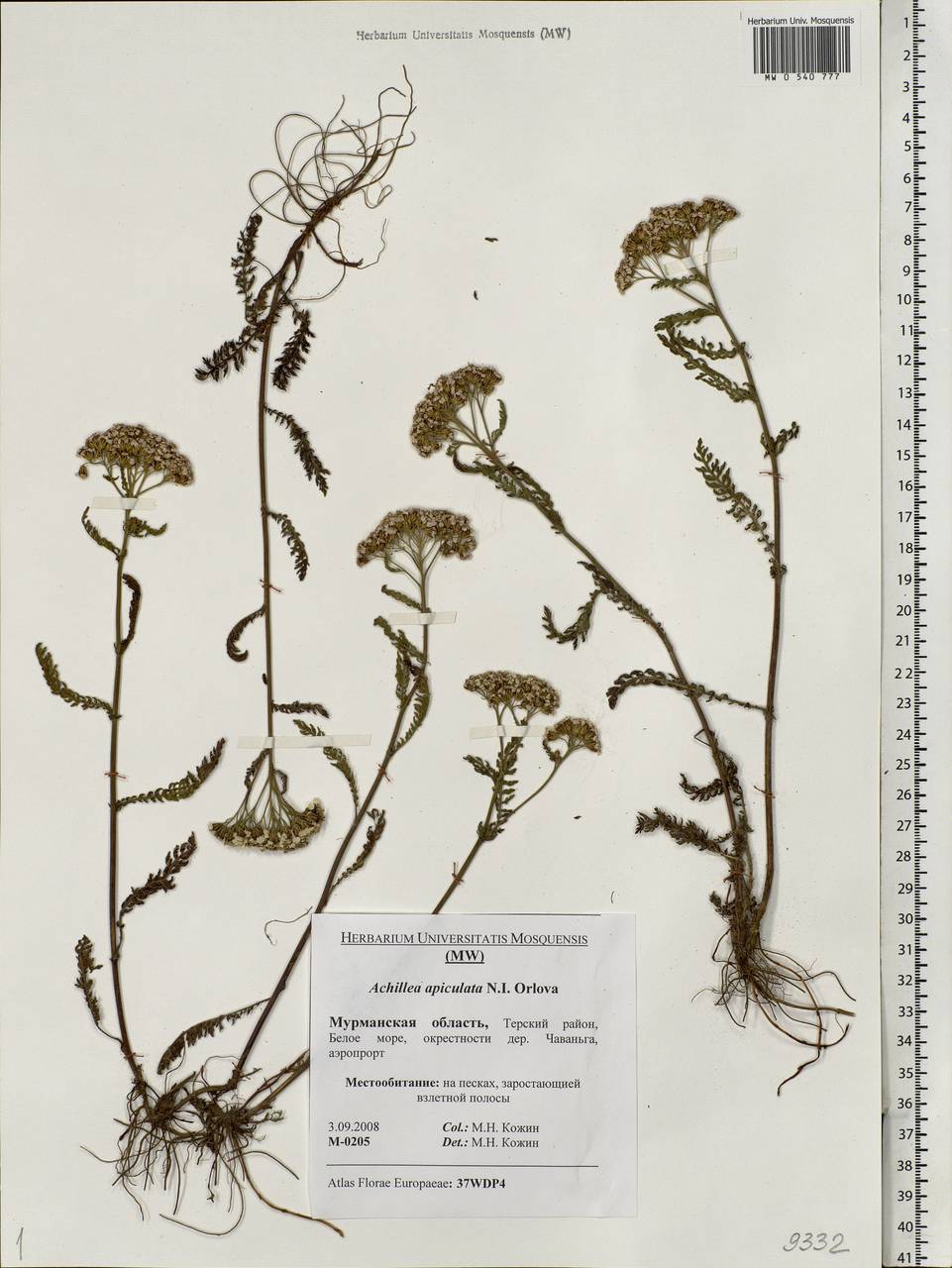 Achillea apiculata Orlova, Eastern Europe, Northern region (E1) (Russia)