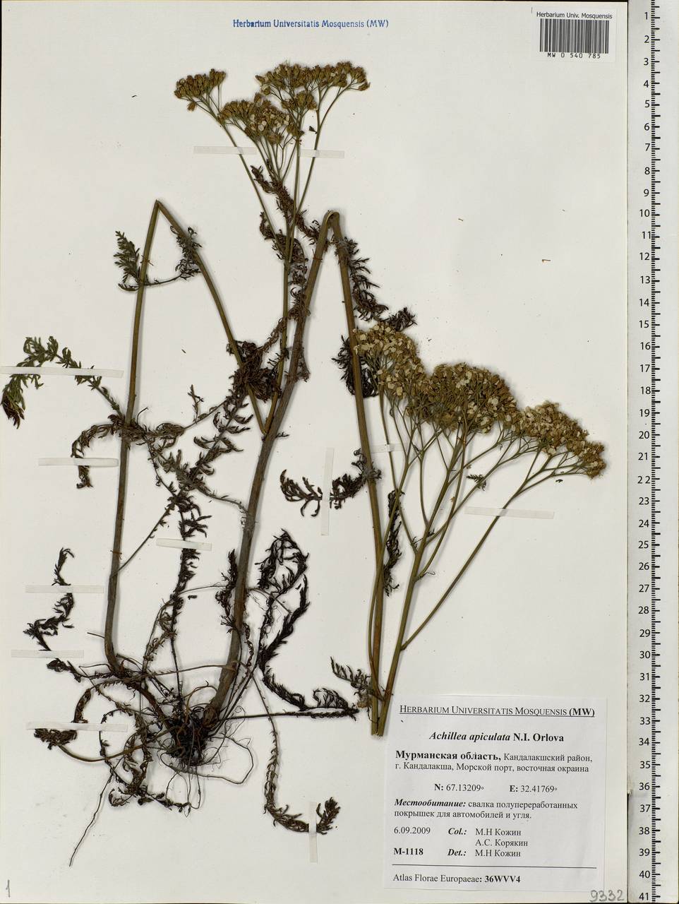 Achillea apiculata Orlova, Eastern Europe, Northern region (E1) (Russia)