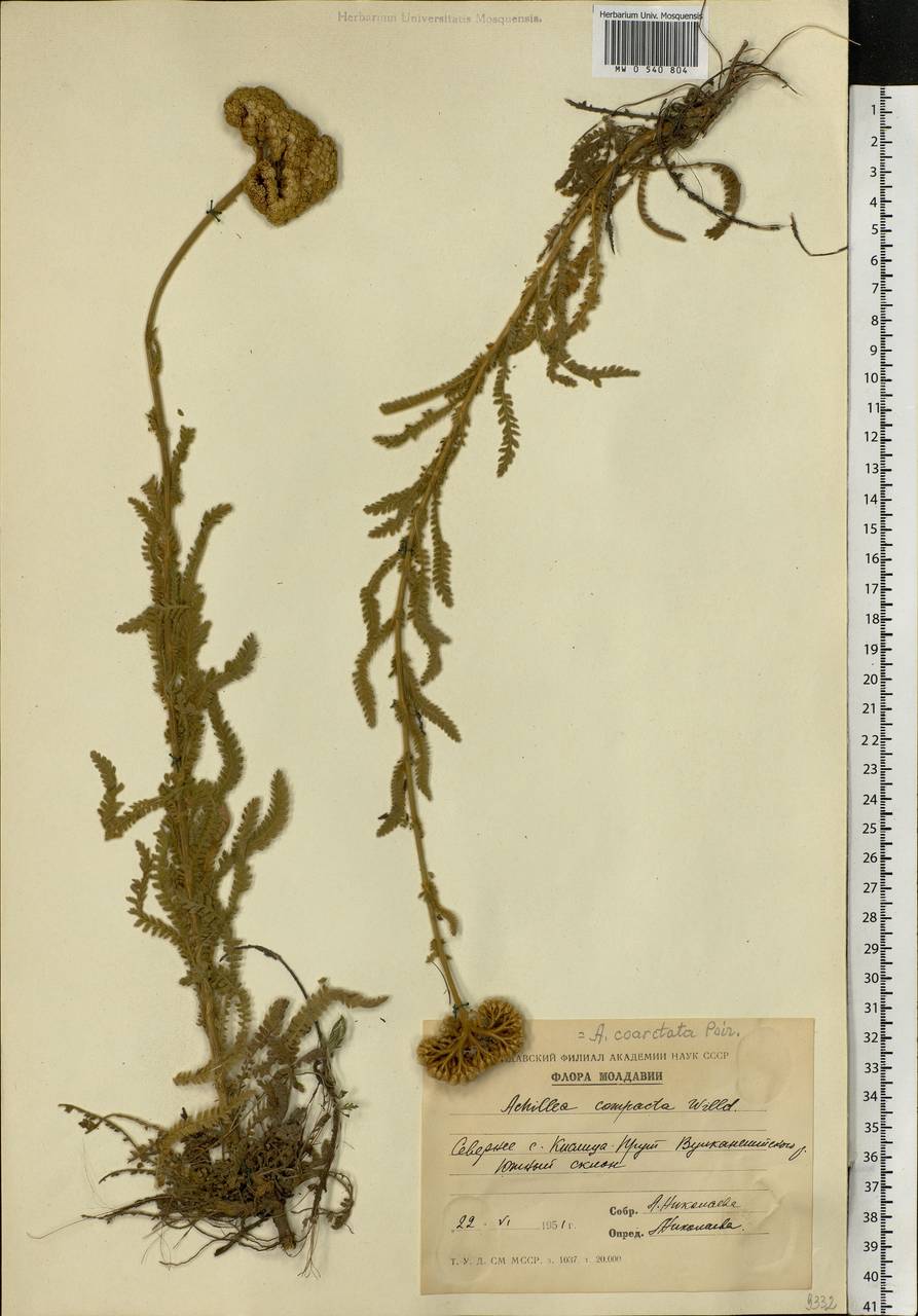 Achillea coarctata Poir., Eastern Europe, Moldova (E13a) (Moldova)