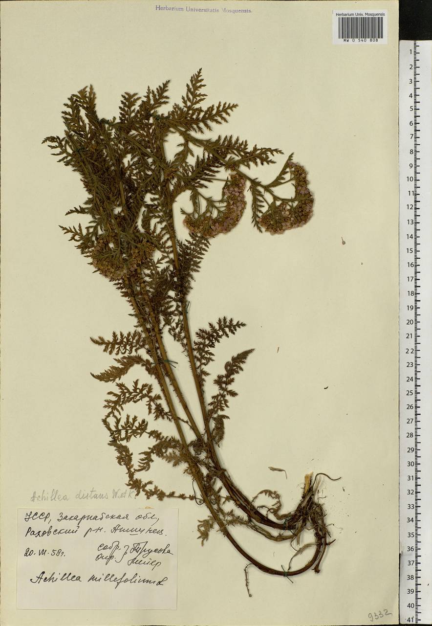 Achillea distans Waldst. & Kit. ex Willd., Eastern Europe, West Ukrainian region (E13) (Ukraine)