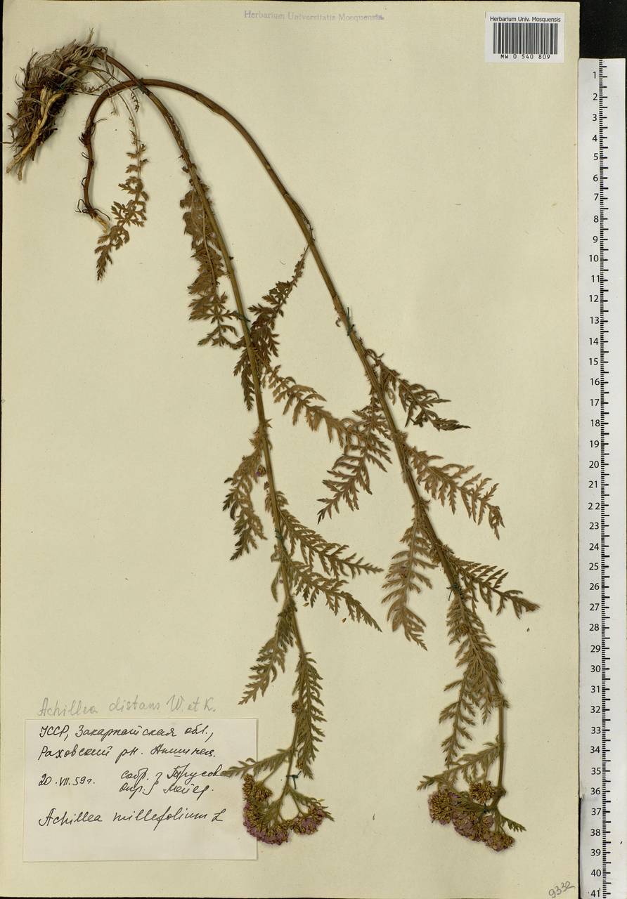 Achillea distans Waldst. & Kit. ex Willd., Eastern Europe, West Ukrainian region (E13) (Ukraine)
