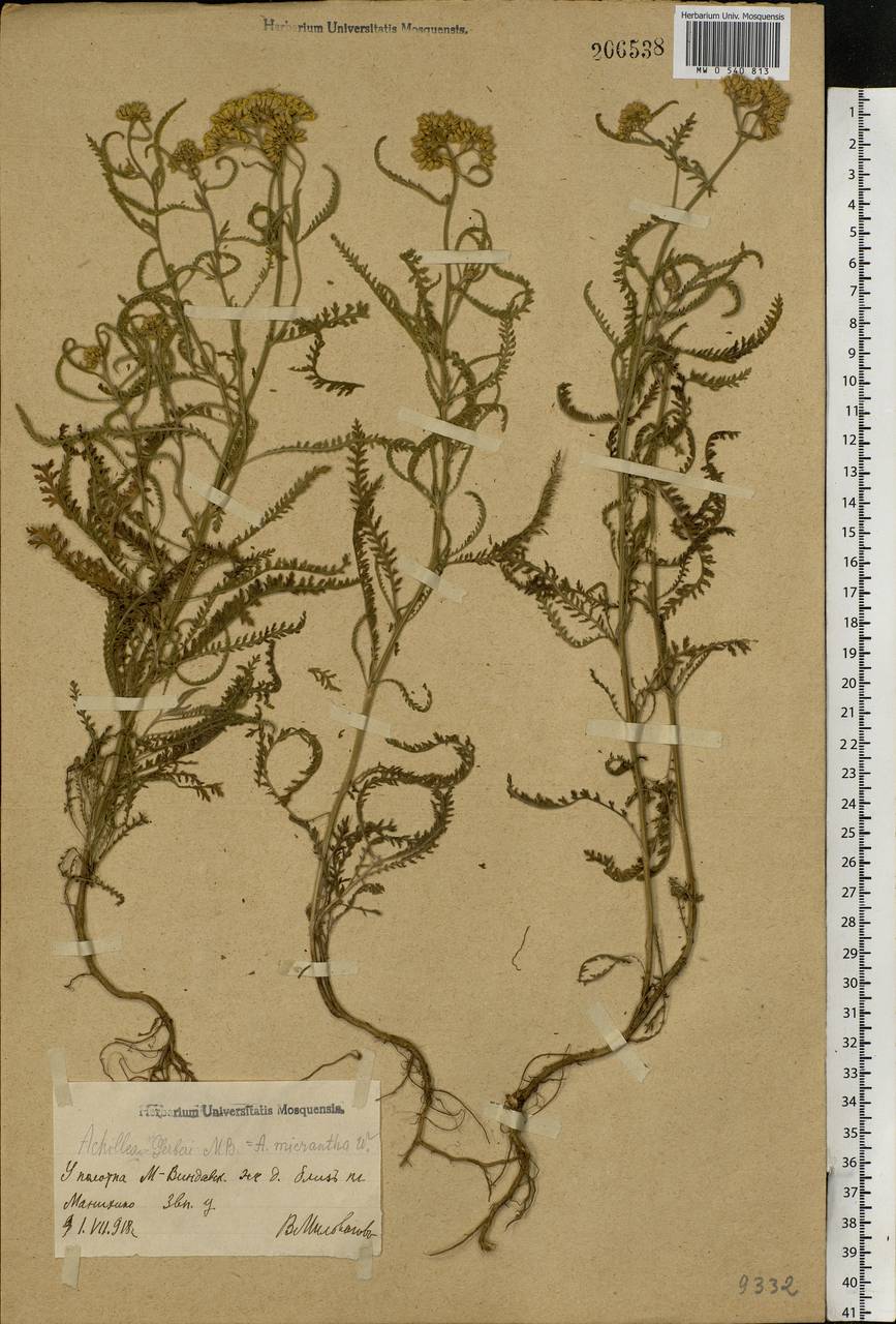 Achillea micrantha Willd., Eastern Europe, Moscow region (E4a) (Russia)