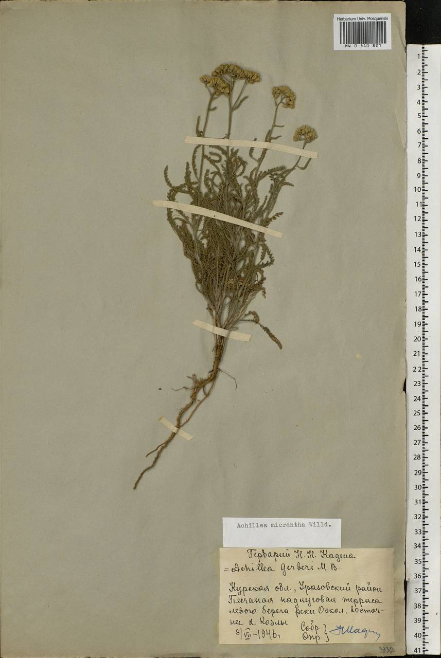Achillea micrantha Willd., Eastern Europe, Central forest-and-steppe region (E6) (Russia)