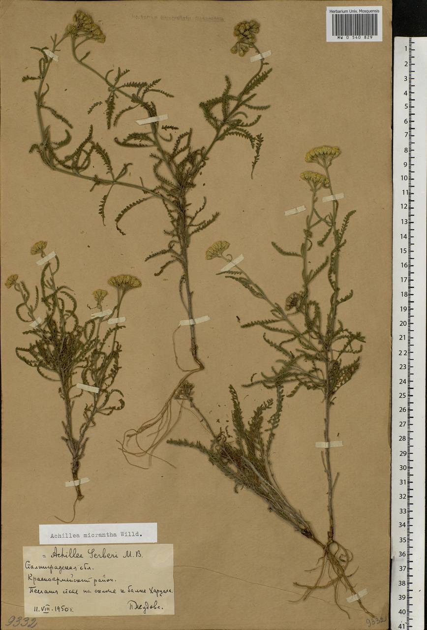 Achillea micrantha Willd., Eastern Europe, Lower Volga region (E9) (Russia)