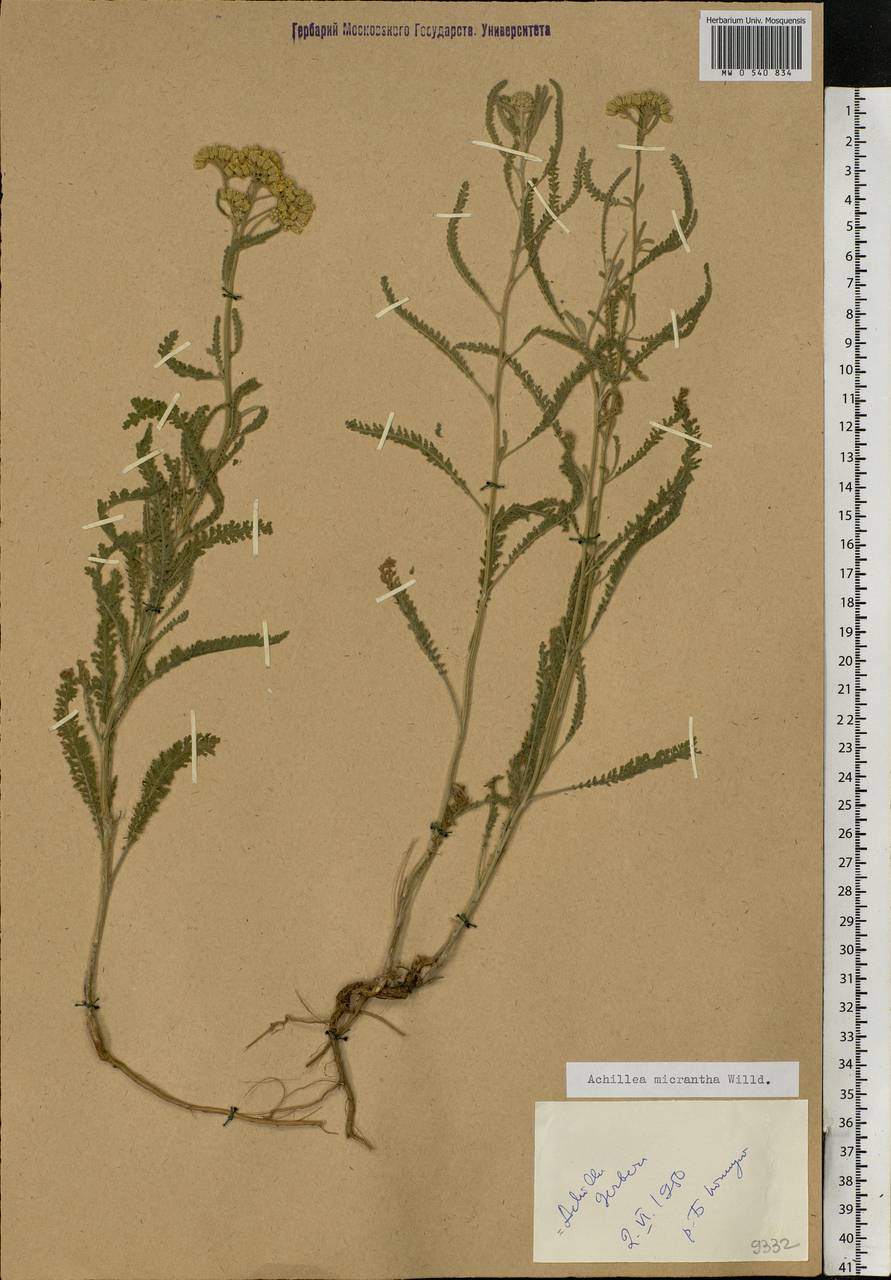 Achillea micrantha Willd., Eastern Europe, Lower Volga region (E9) (Russia)
