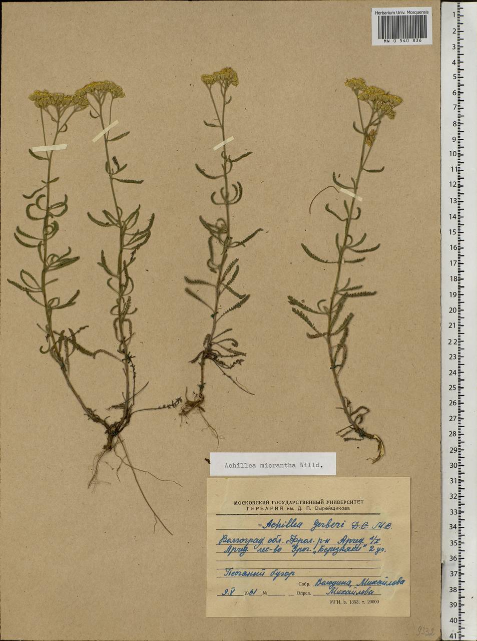 Achillea micrantha Willd., Eastern Europe, Lower Volga region (E9) (Russia)