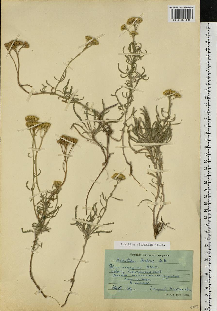 Achillea micrantha Willd., Eastern Europe, Lower Volga region (E9) (Russia)