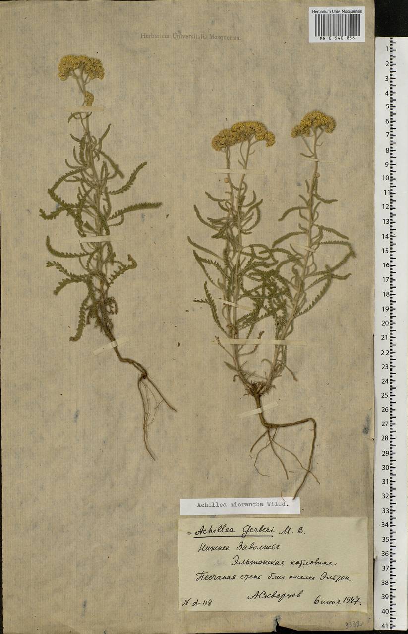 Achillea micrantha Willd., Eastern Europe, Lower Volga region (E9) (Russia)