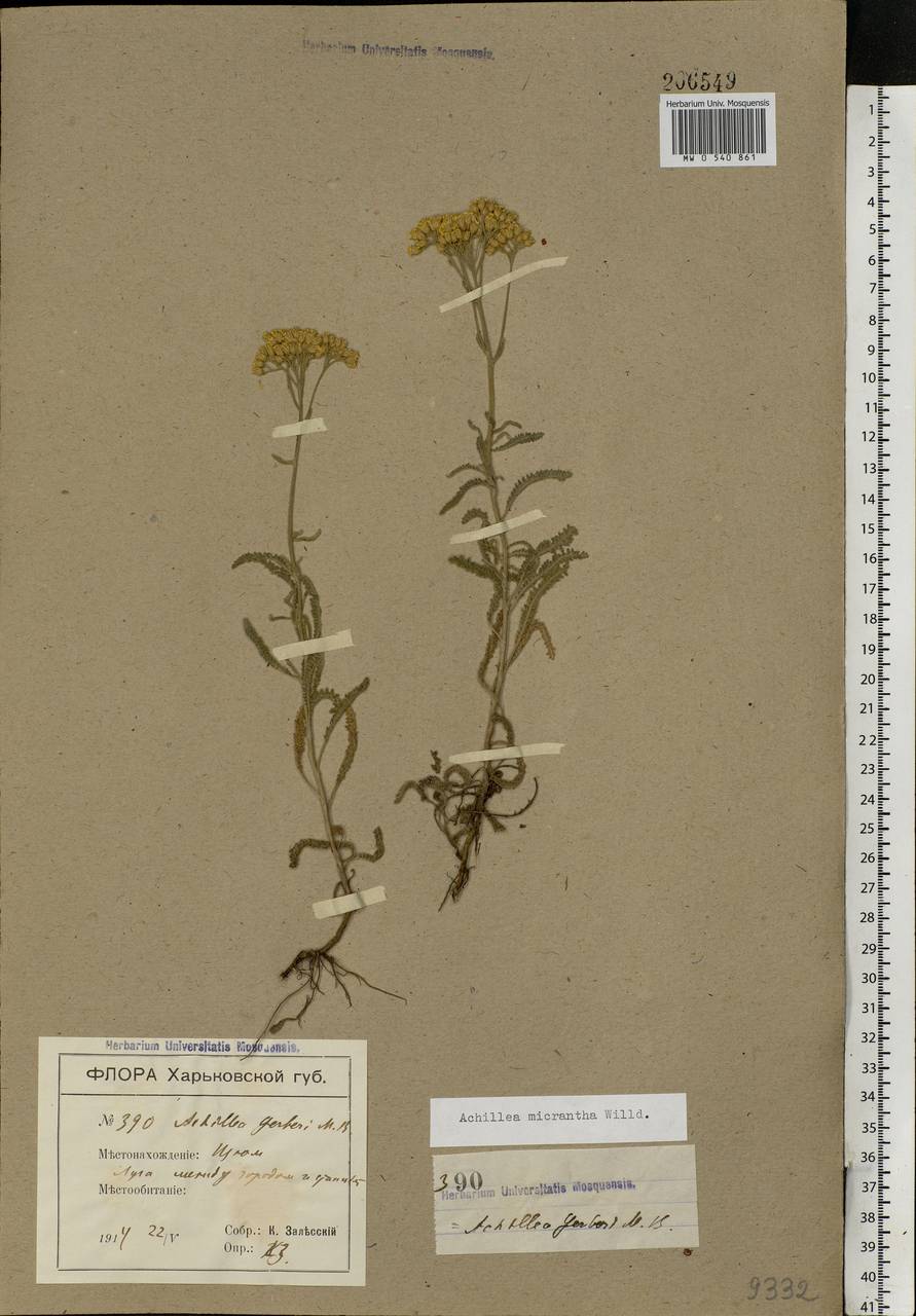 Achillea micrantha Willd., Eastern Europe, North Ukrainian region (E11) (Ukraine)