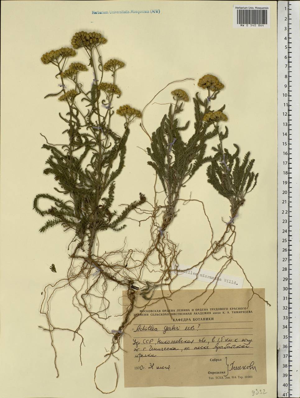 Achillea micrantha Willd., Eastern Europe, South Ukrainian region (E12) (Ukraine)