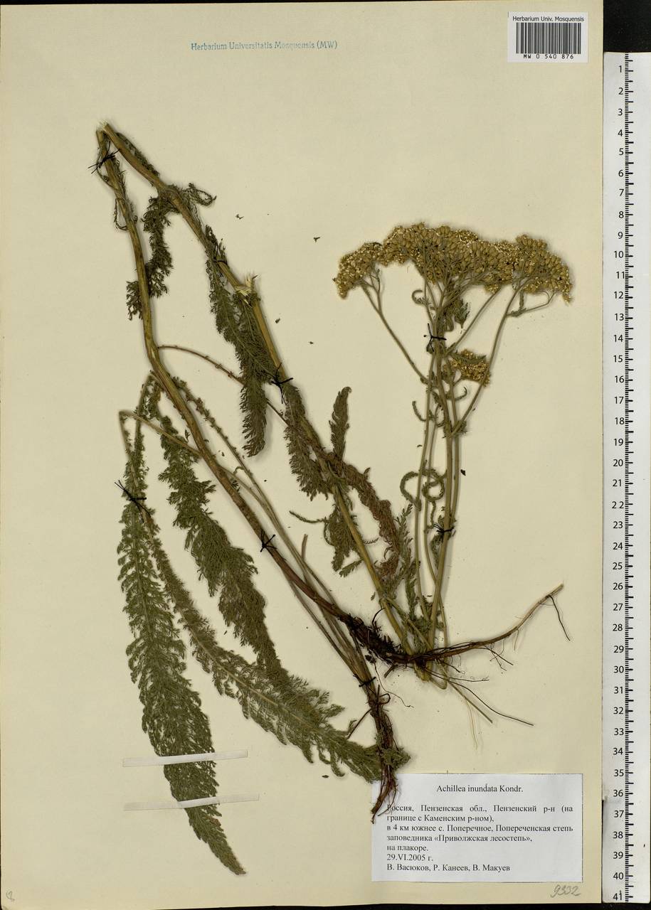 Achillea inundata Kondr., Eastern Europe, Middle Volga region (E8) (Russia)