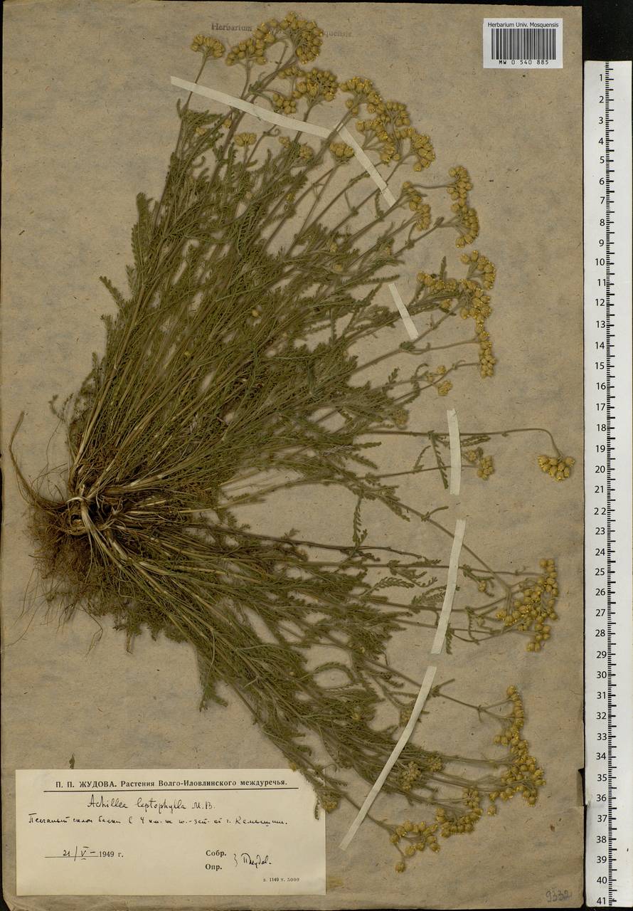 Achillea leptophylla M. Bieb., Eastern Europe, Lower Volga region (E9) (Russia)