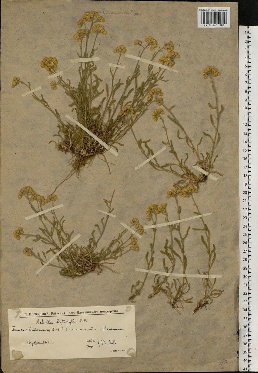 Achillea leptophylla M.Bieb., Eastern Europe, Lower Volga region (E9) (Russia)