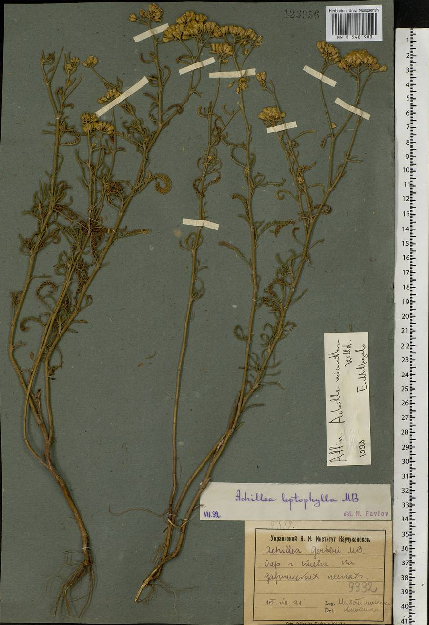 Achillea micrantha Willd., Eastern Europe, North Ukrainian region (E11) (Ukraine)