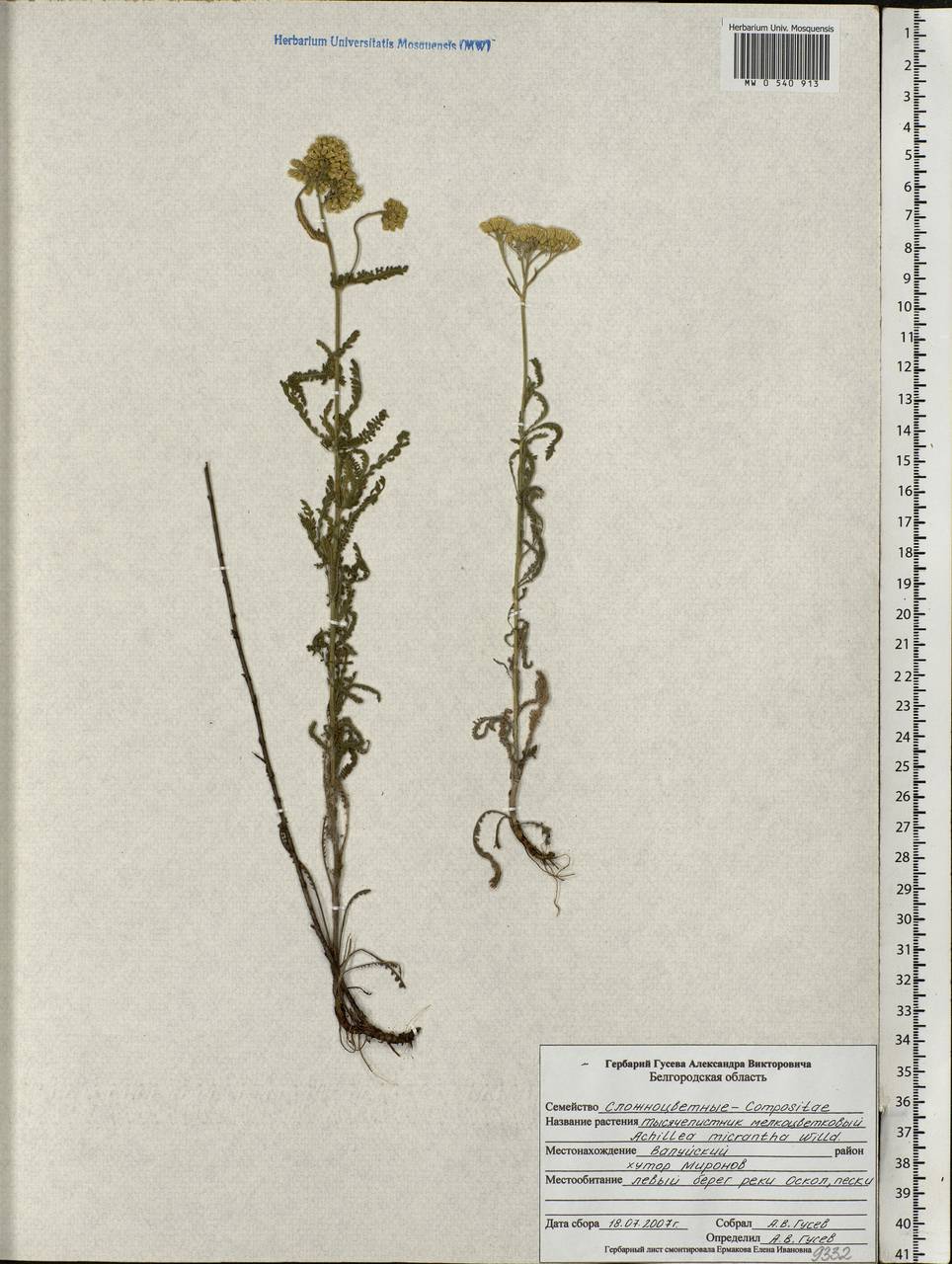 Achillea micrantha Willd., Eastern Europe, Central forest-and-steppe region (E6) (Russia)