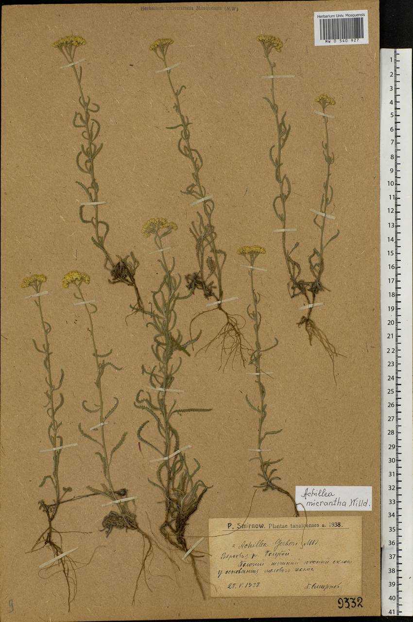 Achillea micrantha Willd., Eastern Europe, Lower Volga region (E9) (Russia)