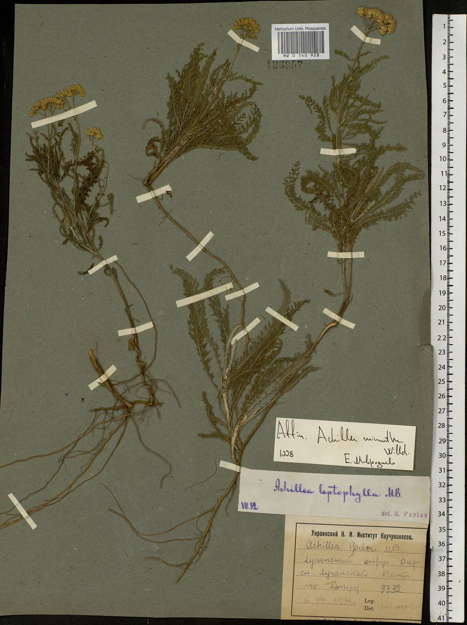 Achillea micrantha Willd., Eastern Europe, North Ukrainian region (E11) (Ukraine)