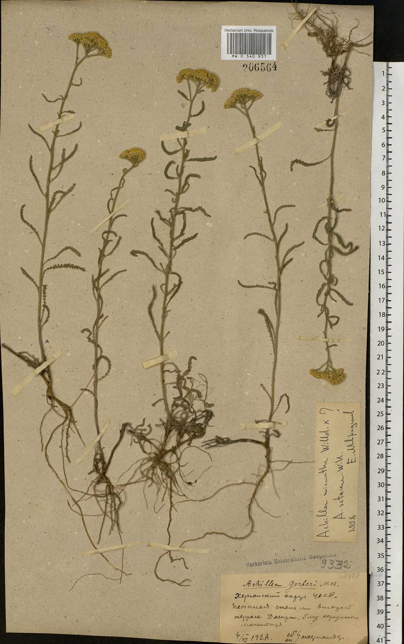 Achillea micrantha Willd., Eastern Europe, South Ukrainian region (E12) (Ukraine)