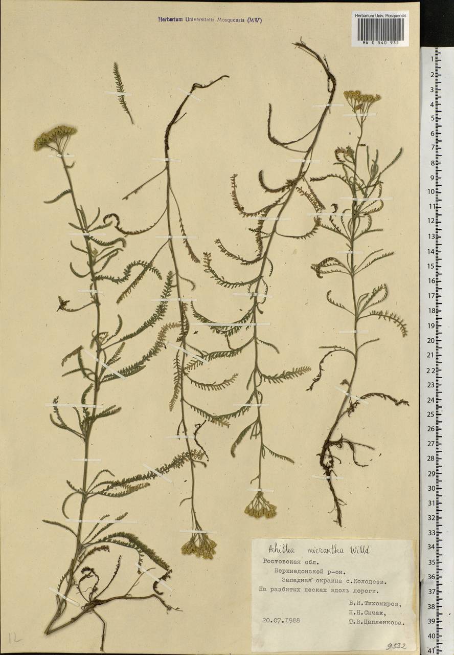 Achillea micrantha Willd., Eastern Europe, Rostov Oblast (E12a) (Russia)