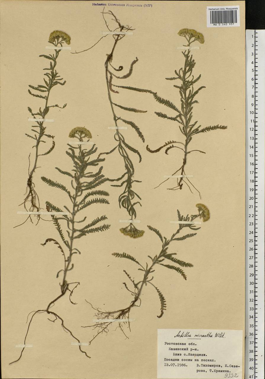 Achillea micrantha Willd., Eastern Europe, Rostov Oblast (E12a) (Russia)