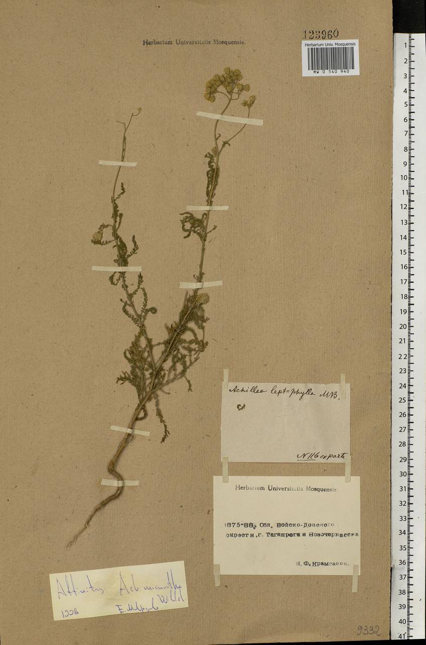 Achillea micrantha Willd., Eastern Europe, Rostov Oblast (E12a) (Russia)