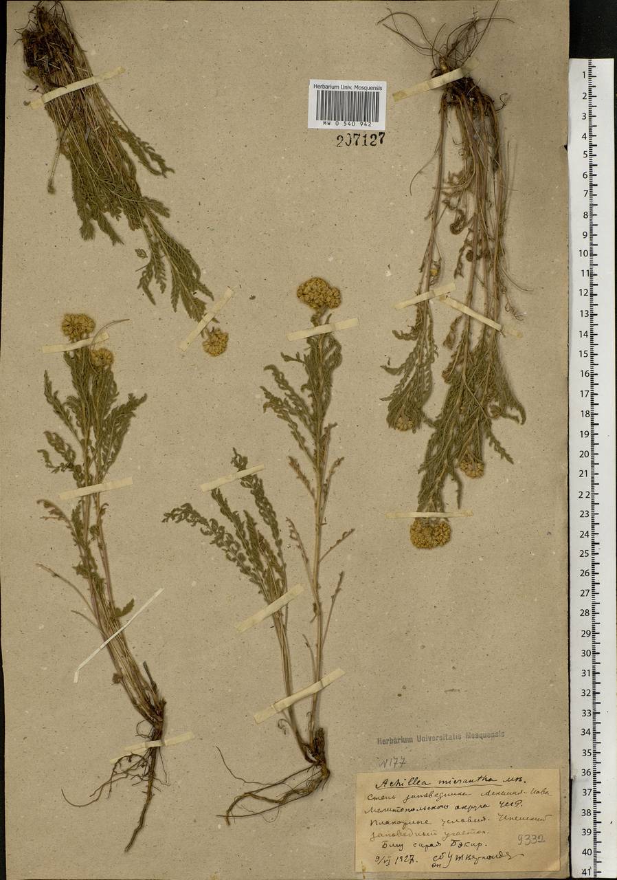 Achillea micrantha Willd., Eastern Europe, South Ukrainian region (E12) (Ukraine)