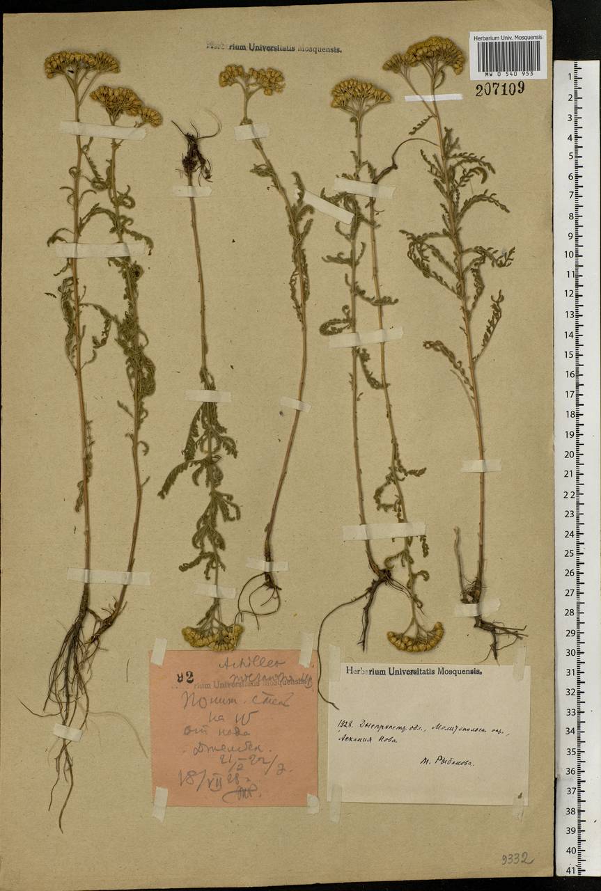 Achillea micrantha Willd., Eastern Europe, South Ukrainian region (E12) (Ukraine)