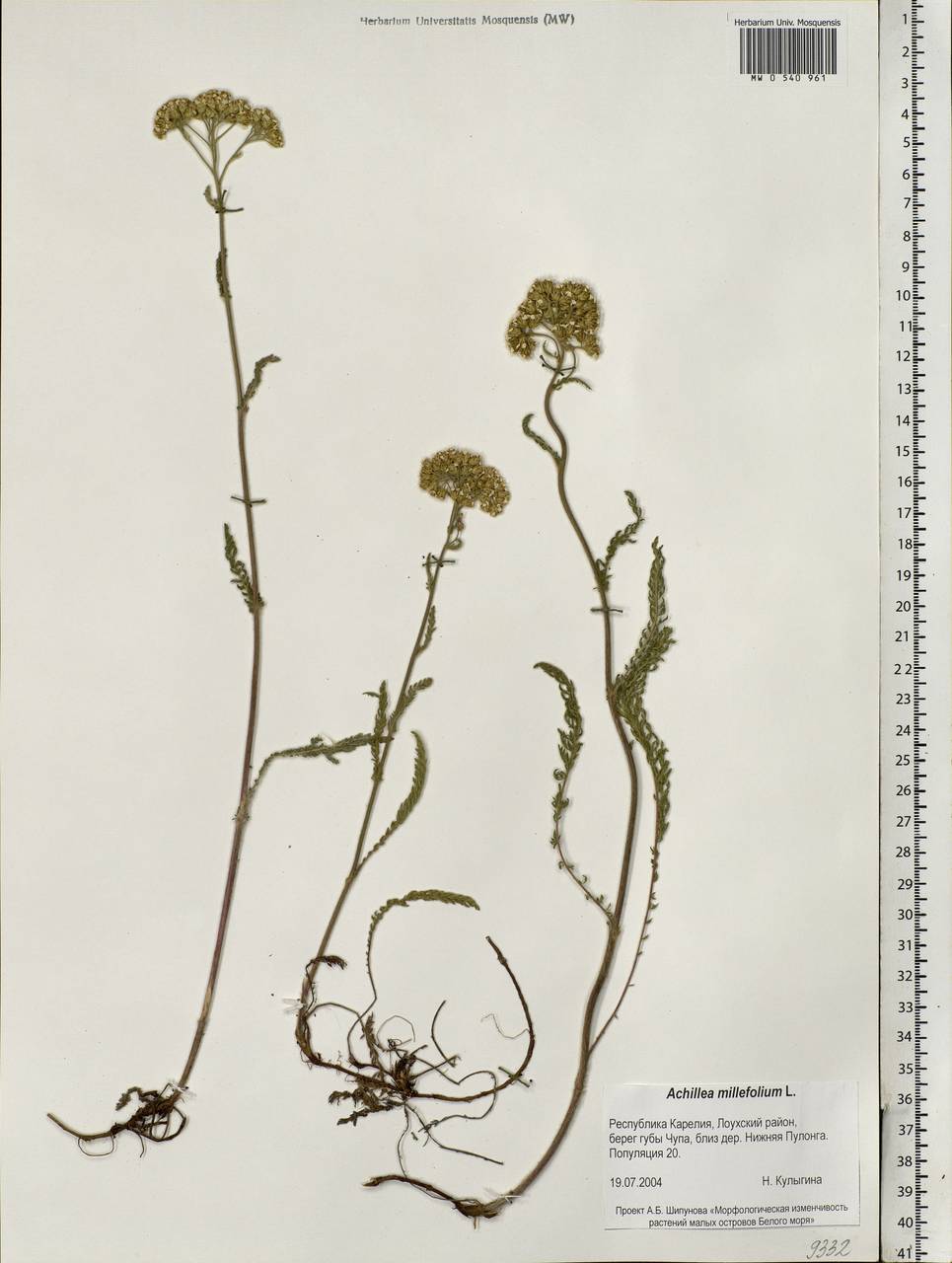 Achillea millefolium L., Eastern Europe, Northern region (E1) (Russia)