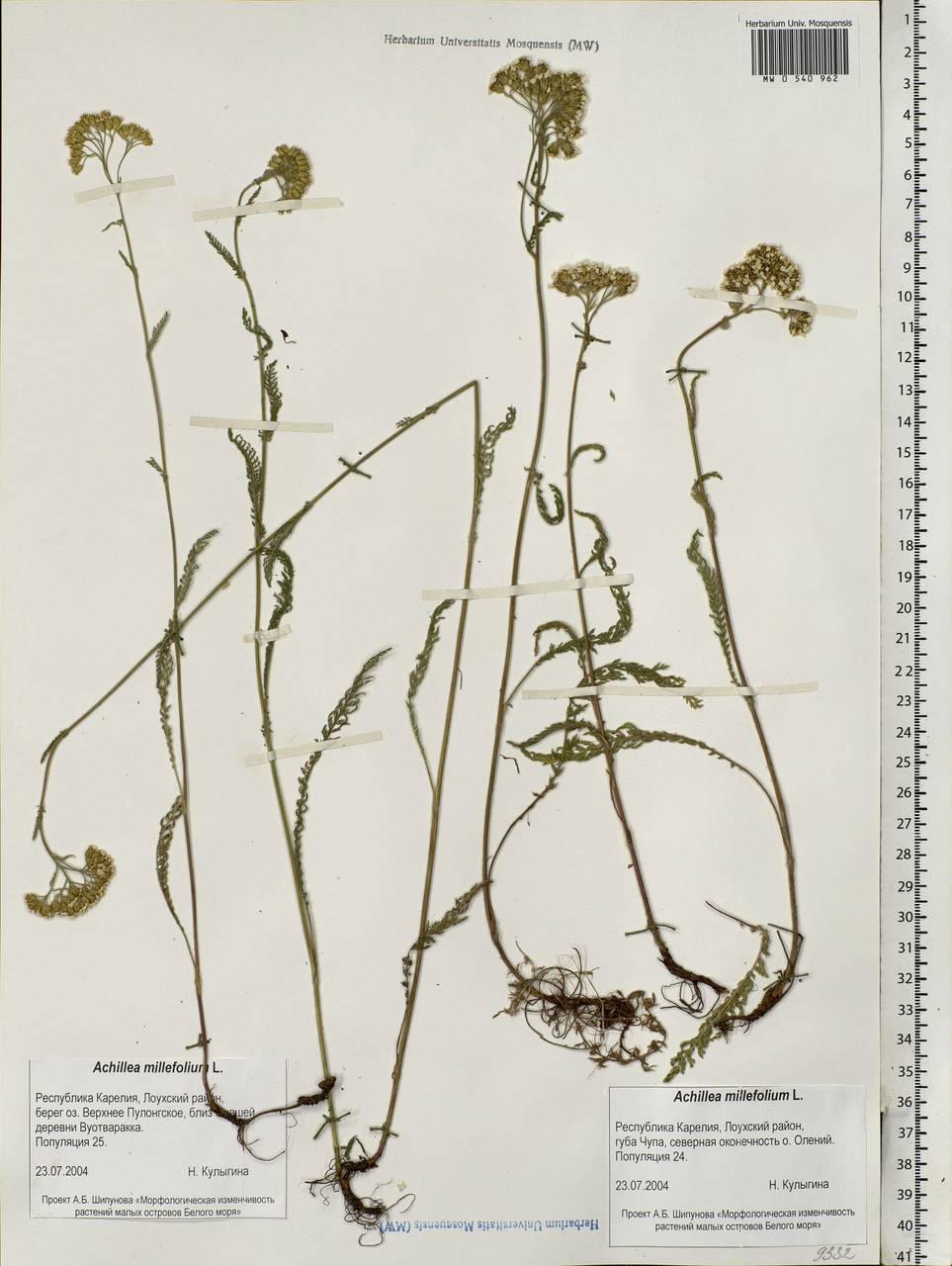 Achillea millefolium L., Eastern Europe, Northern region (E1) (Russia)