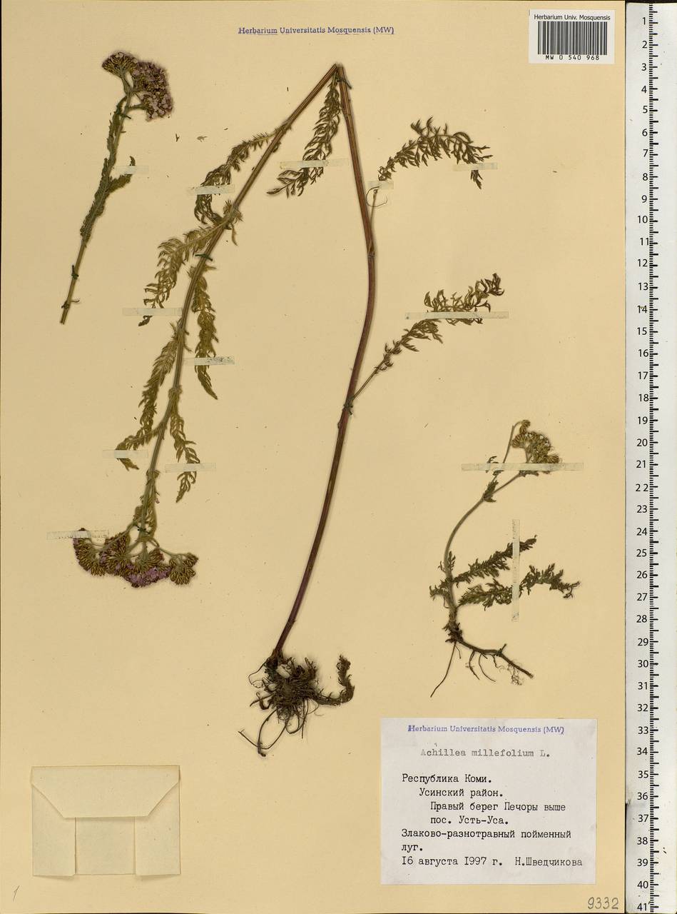 Achillea millefolium L., Eastern Europe, Northern region (E1) (Russia)