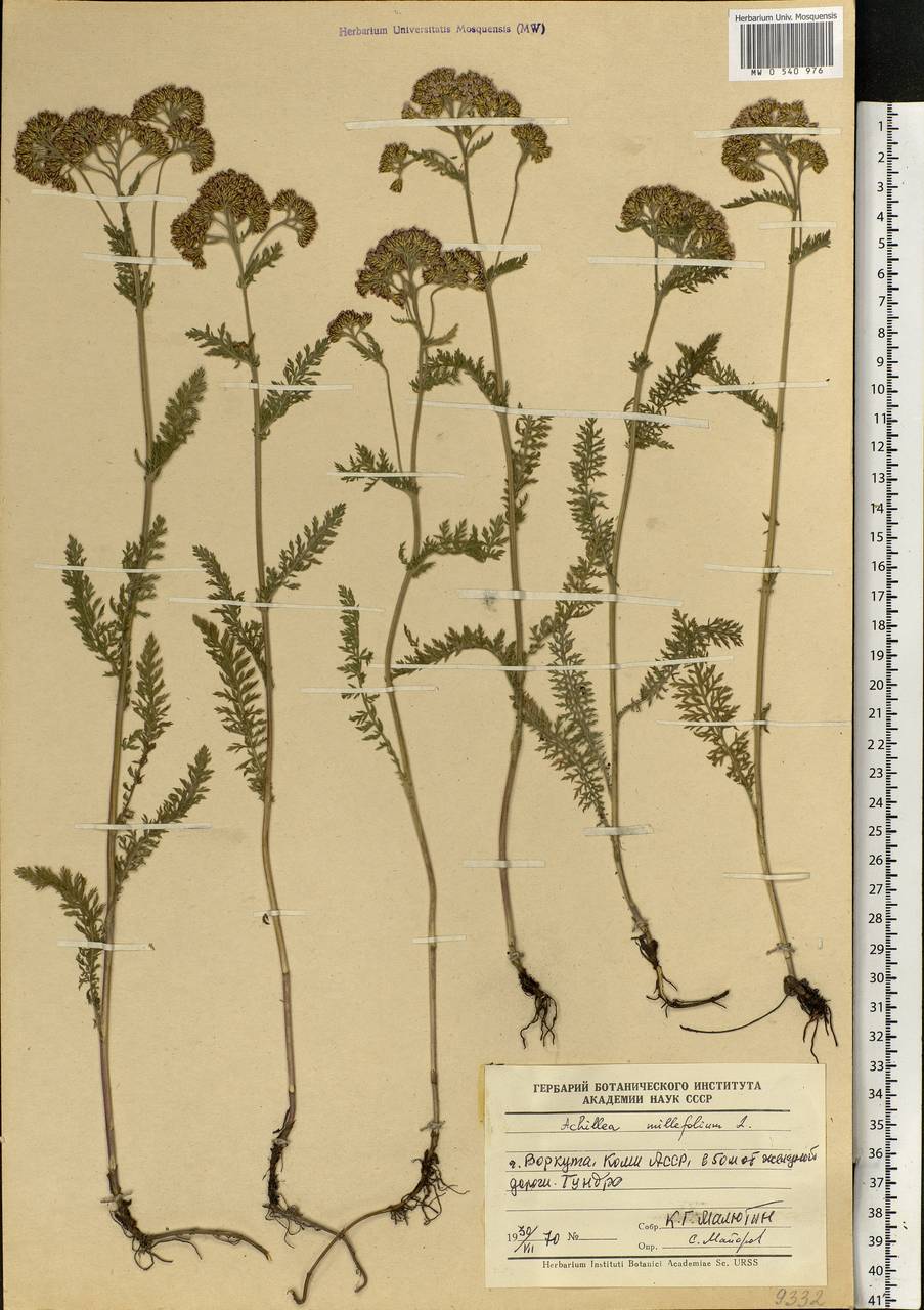 Achillea millefolium L., Eastern Europe, Northern region (E1) (Russia)