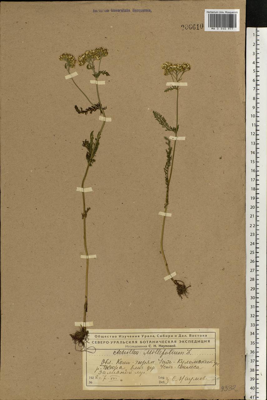 Achillea millefolium L., Eastern Europe, Northern region (E1) (Russia)