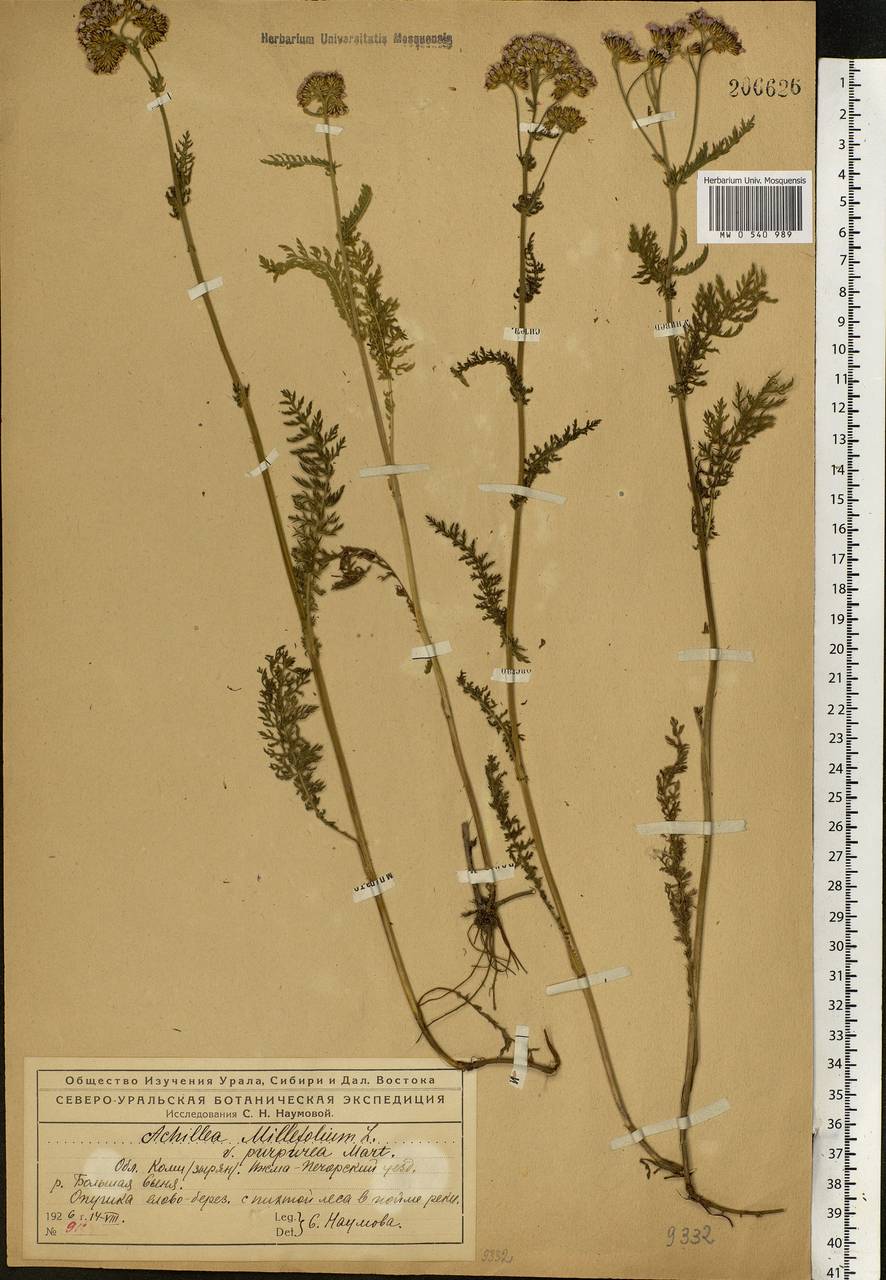 Achillea millefolium L., Eastern Europe, Northern region (E1) (Russia)