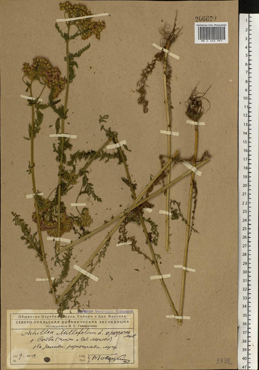 Achillea millefolium L., Eastern Europe, Northern region (E1) (Russia)