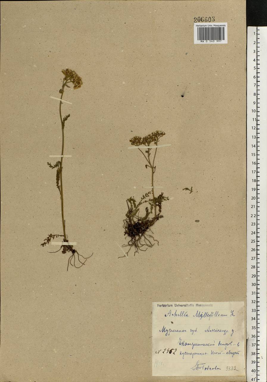 Achillea millefolium L., Eastern Europe, Northern region (E1) (Russia)