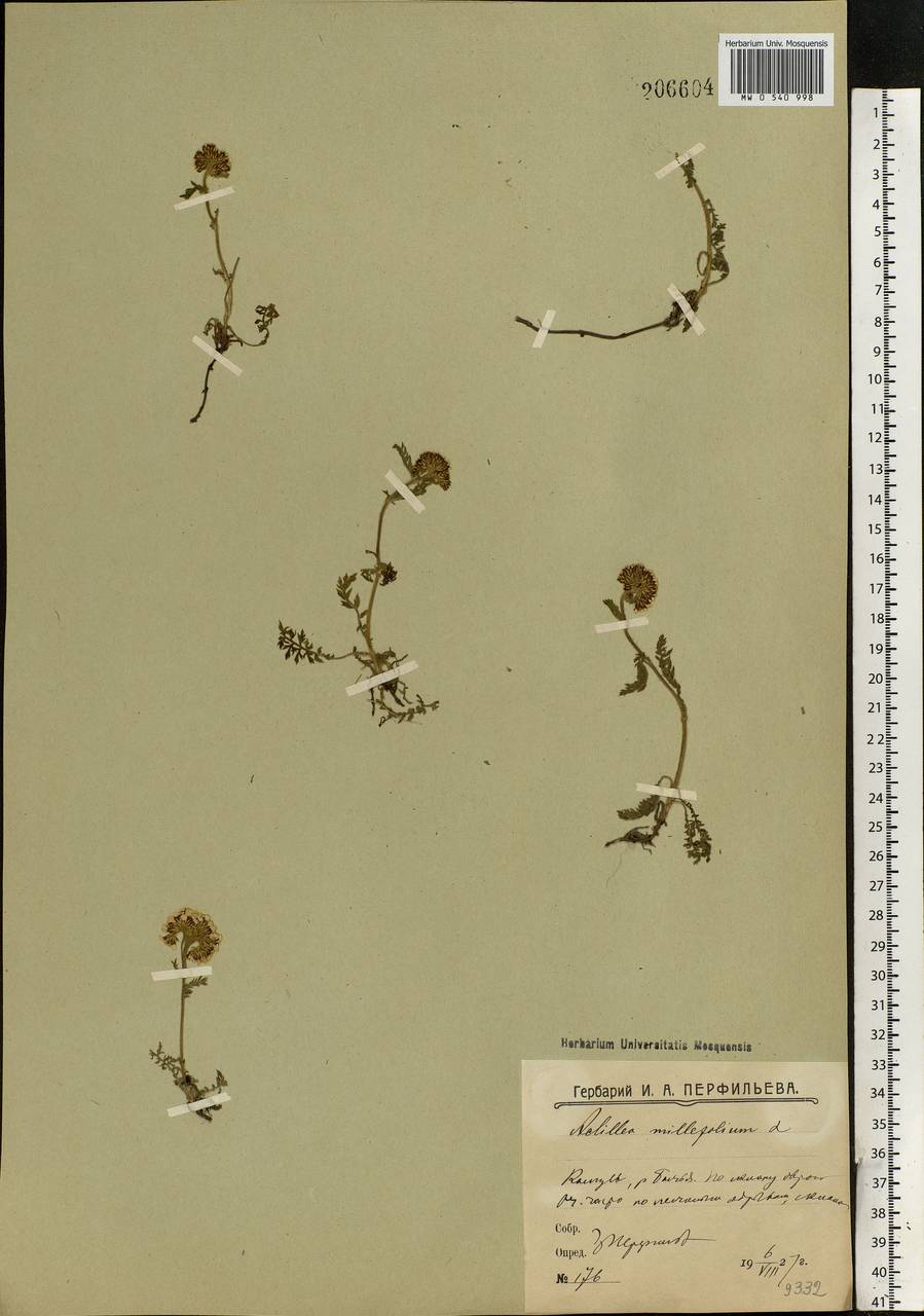 Achillea millefolium L., Eastern Europe, Northern region (E1) (Russia)