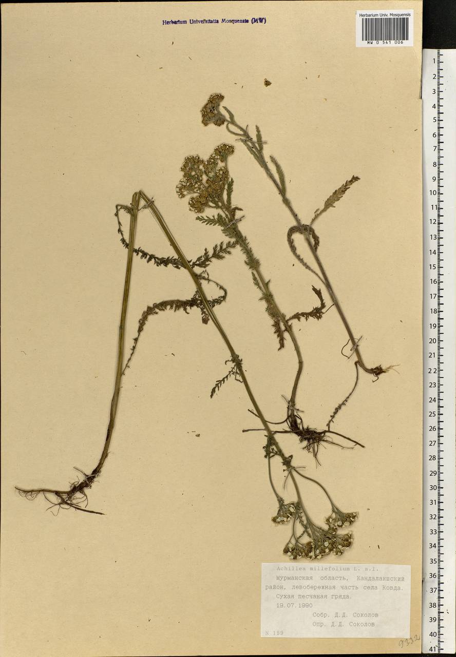 Achillea millefolium L., Eastern Europe, Northern region (E1) (Russia)