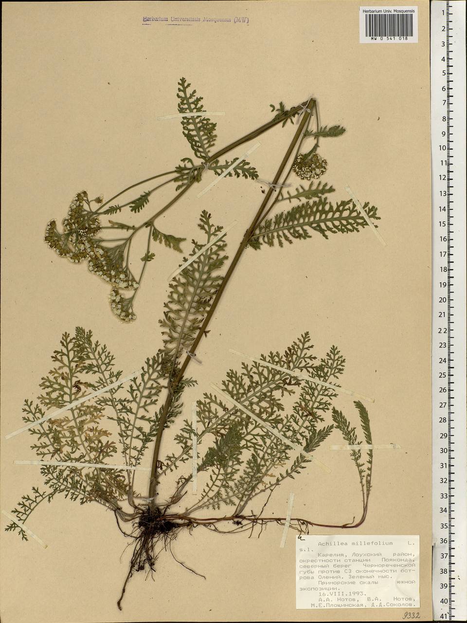 Achillea millefolium L., Eastern Europe, Northern region (E1) (Russia)