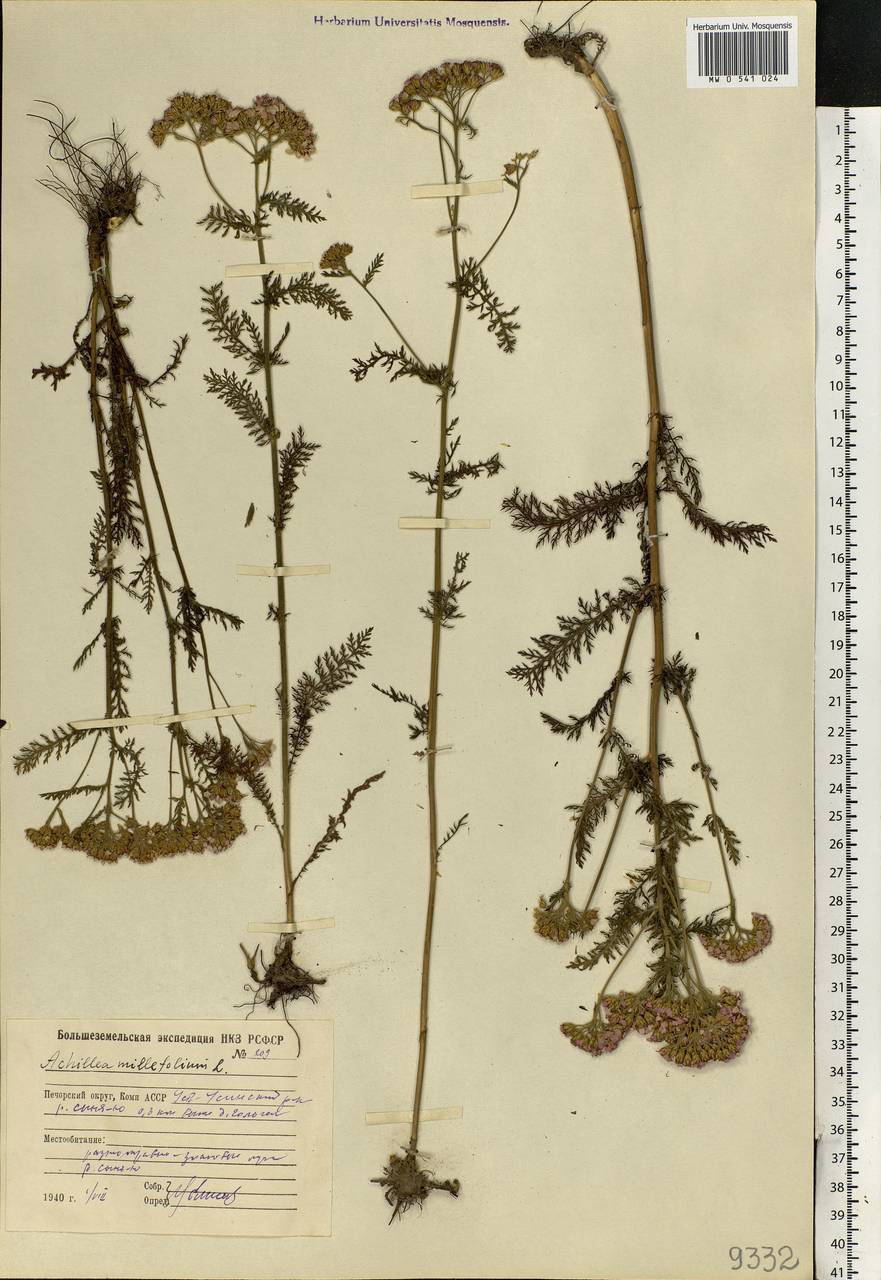 Achillea millefolium L., Eastern Europe, Northern region (E1) (Russia)