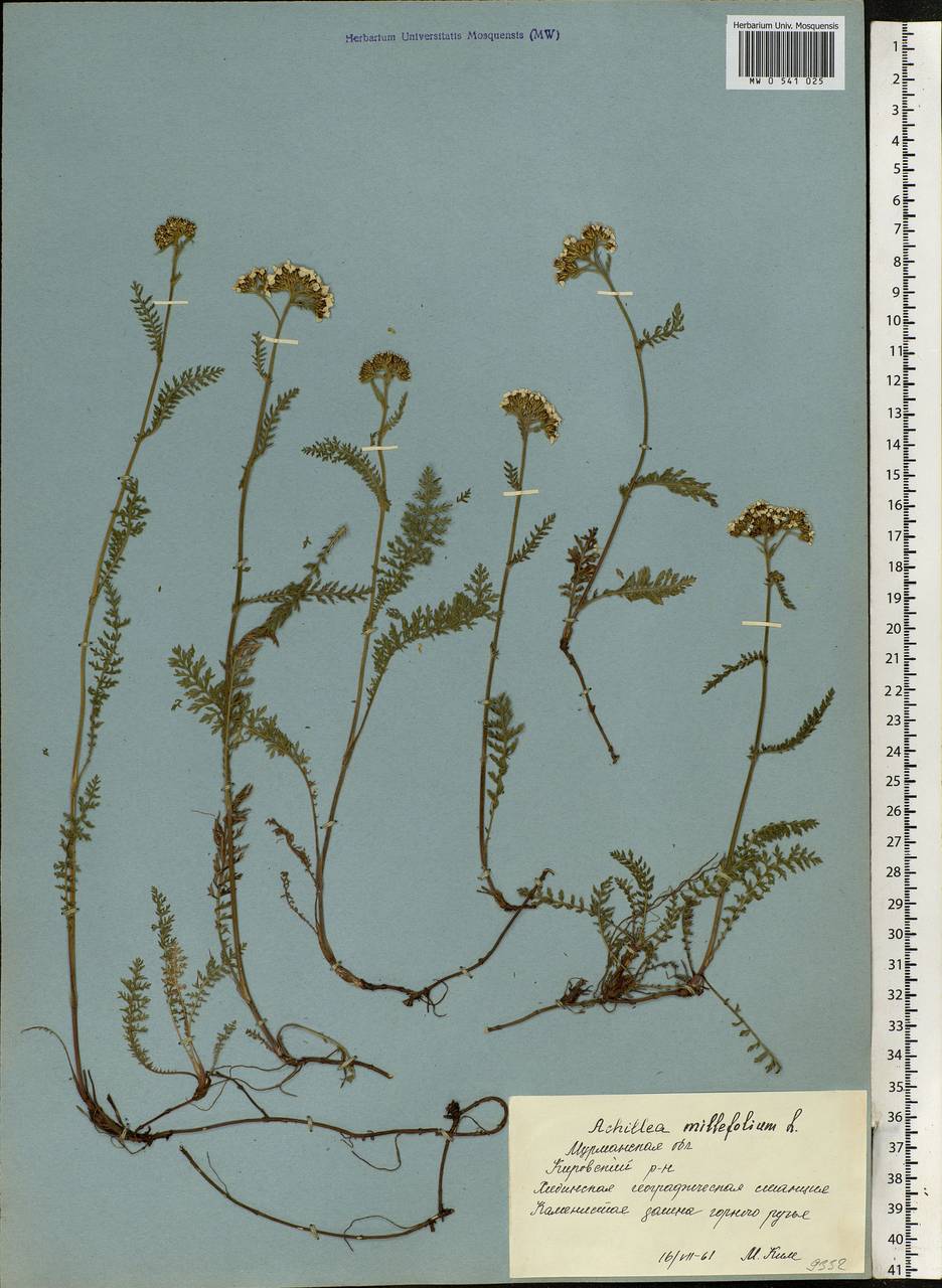 Achillea millefolium L., Eastern Europe, Northern region (E1) (Russia)