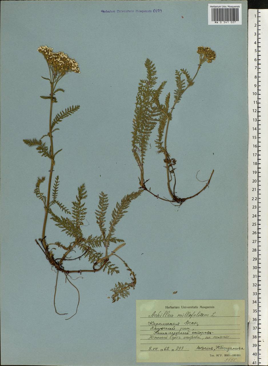 Achillea millefolium L., Eastern Europe, Northern region (E1) (Russia)