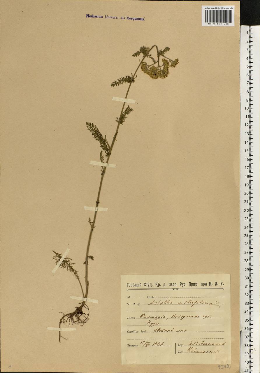 Achillea millefolium L., Eastern Europe, North-Western region (E2) (Russia)
