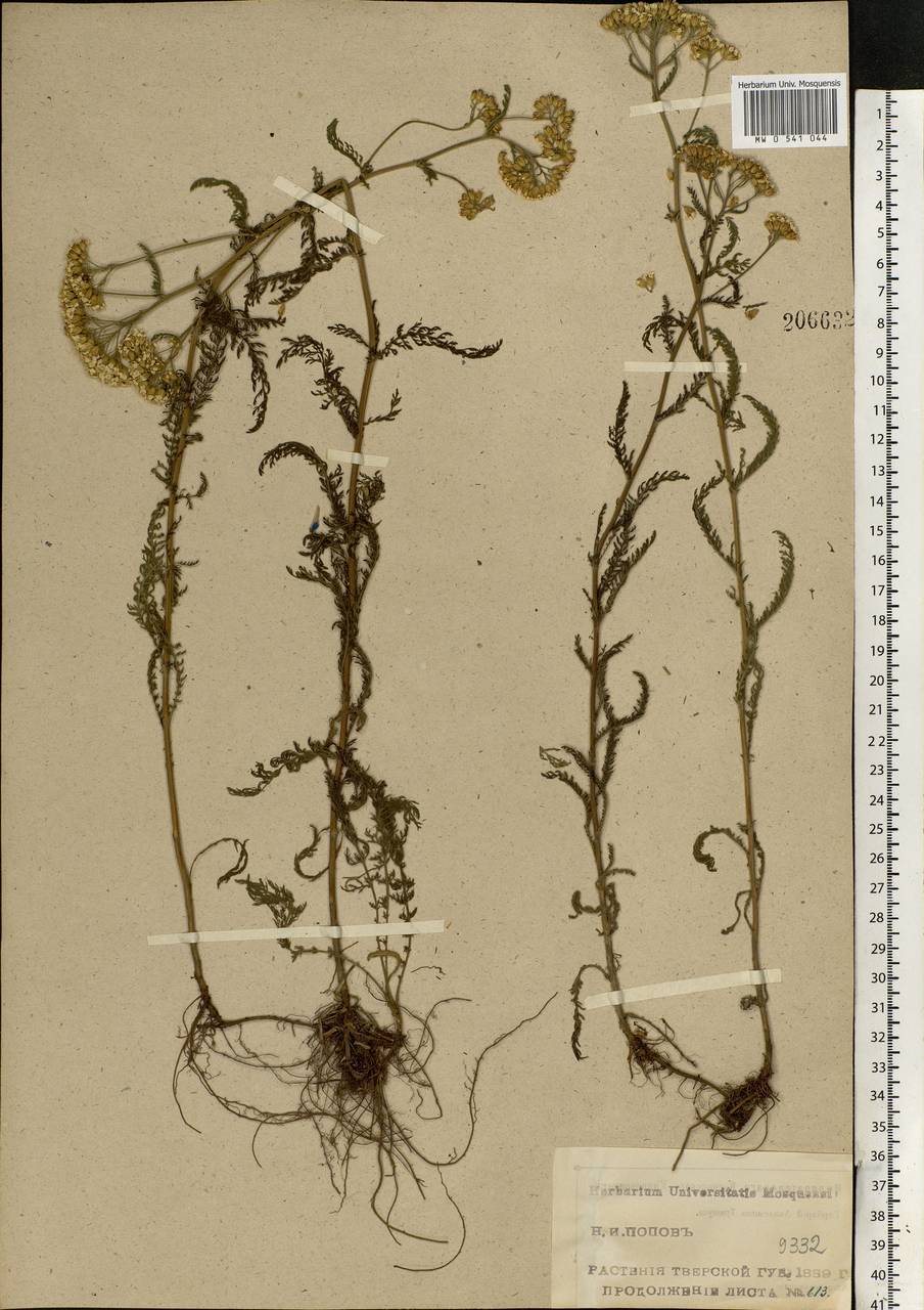 Achillea millefolium L., Eastern Europe, North-Western region (E2) (Russia)