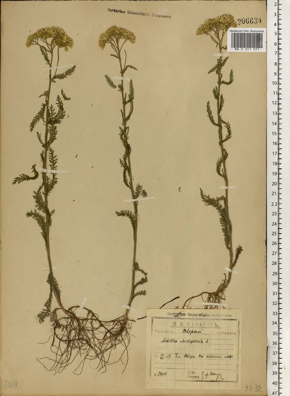 Achillea millefolium L., Eastern Europe, North-Western region (E2) (Russia)