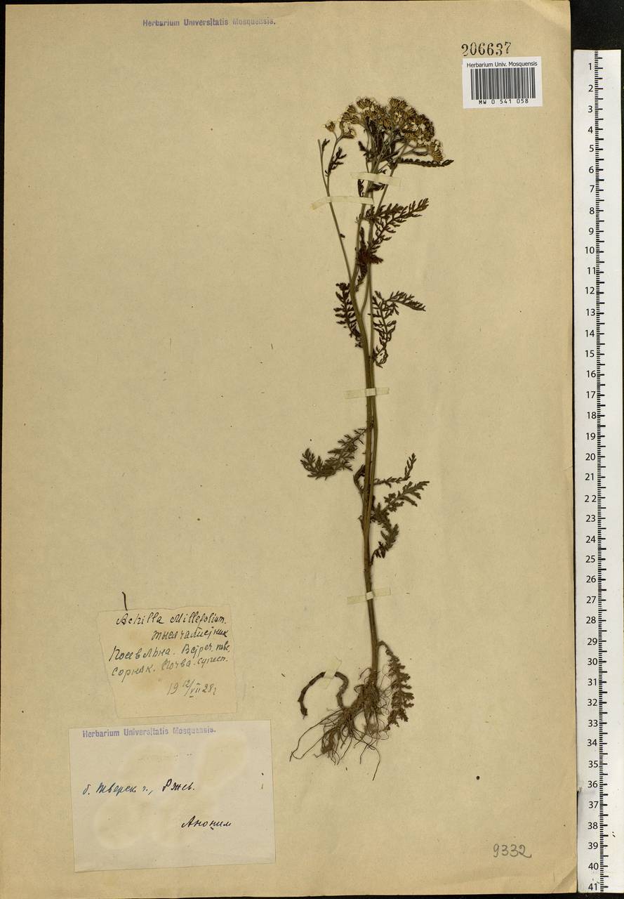 Achillea millefolium L., Eastern Europe, North-Western region (E2) (Russia)