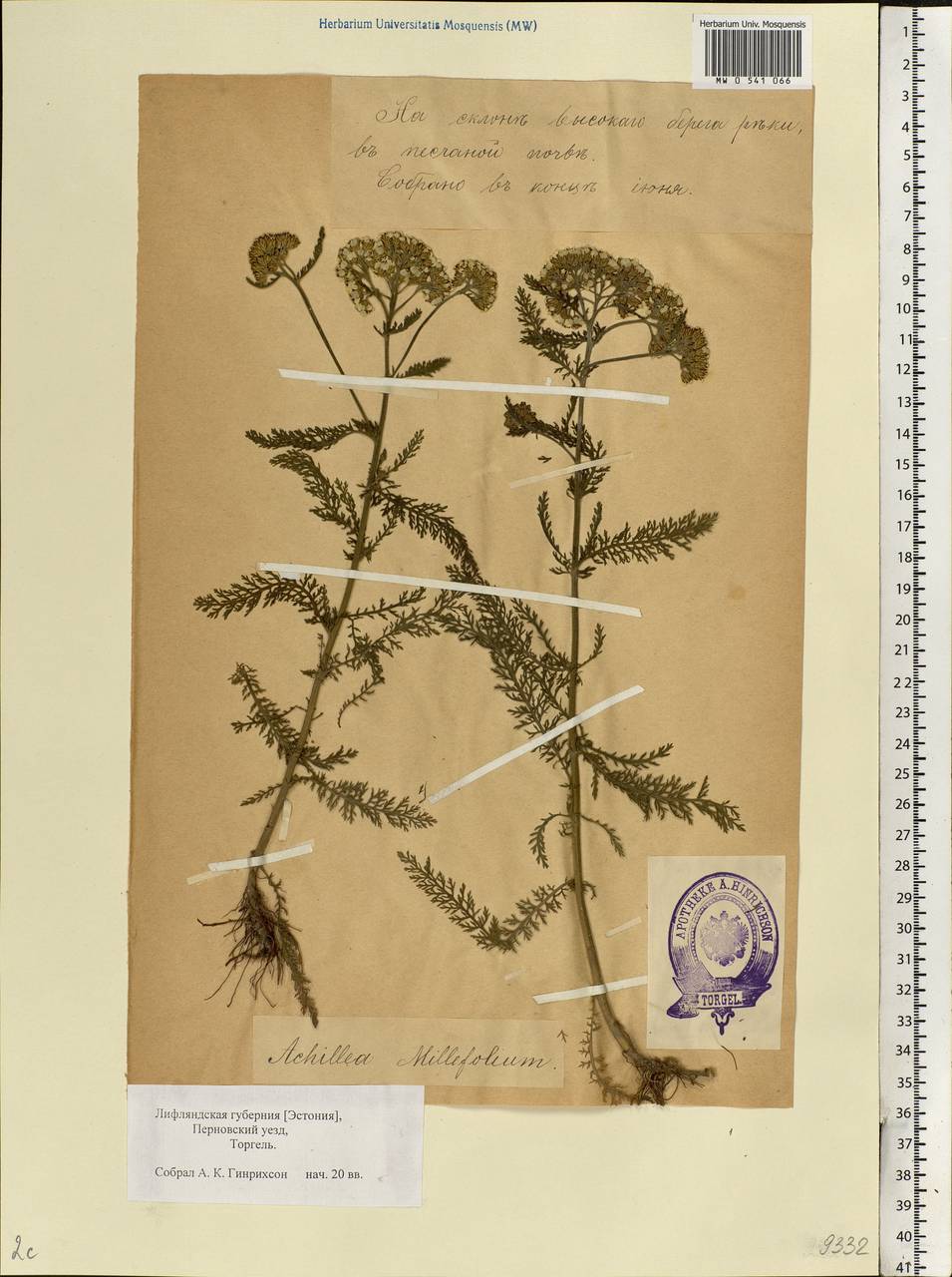 Achillea millefolium L., Eastern Europe, Estonia (E2c) (Estonia)