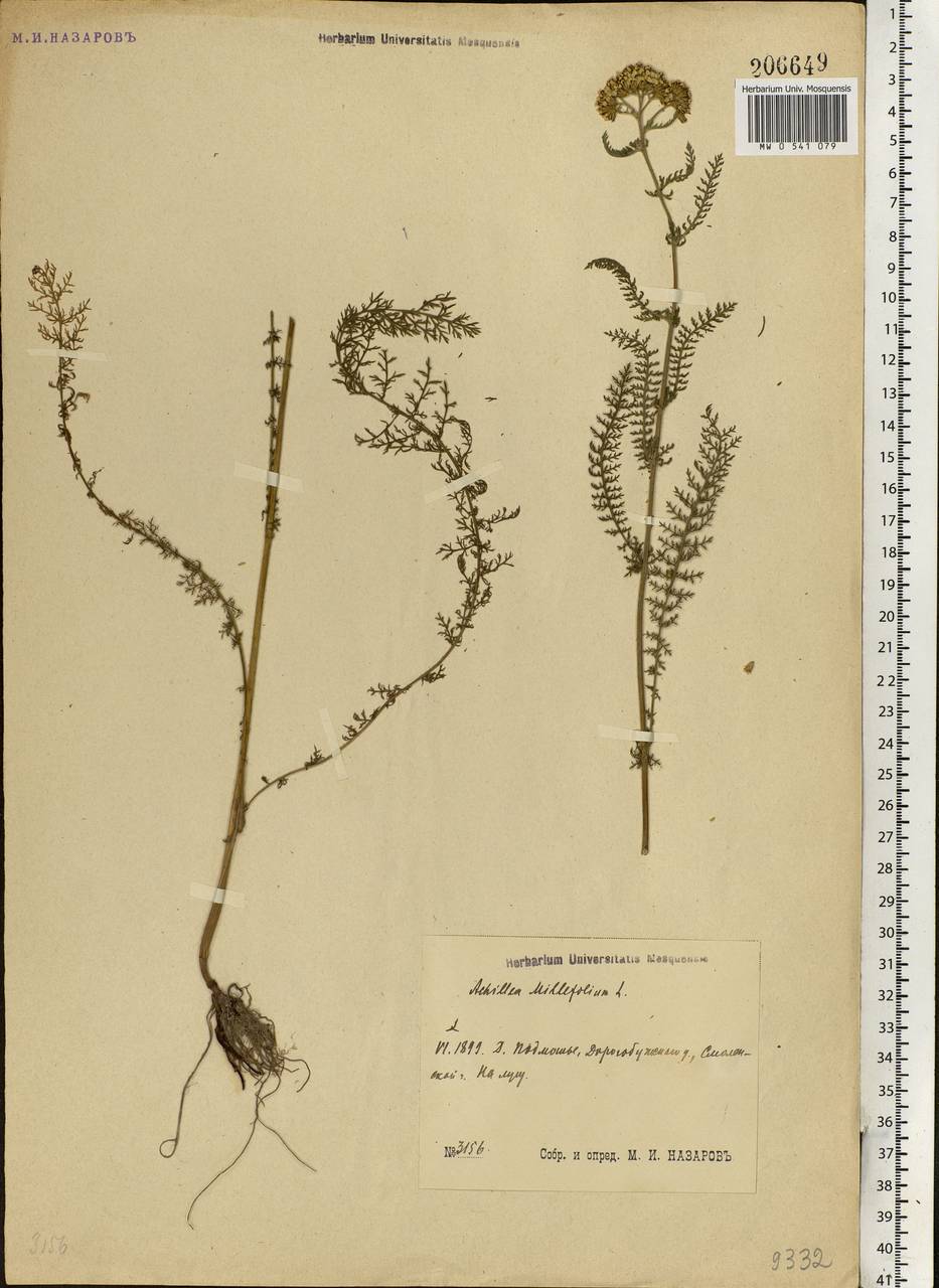 Achillea millefolium L., Eastern Europe, Western region (E3) (Russia)