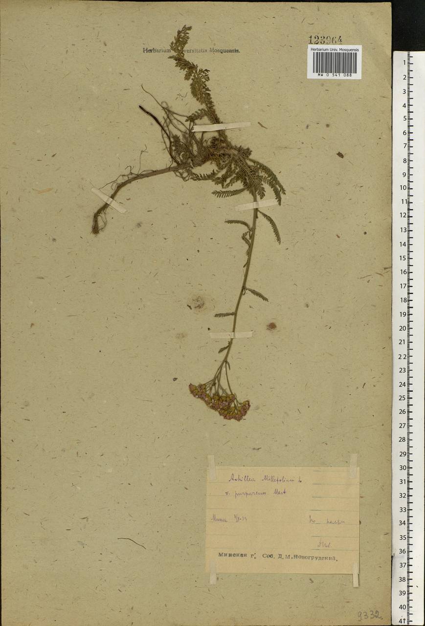 Achillea millefolium L., Eastern Europe, Belarus (E3a) (Belarus)