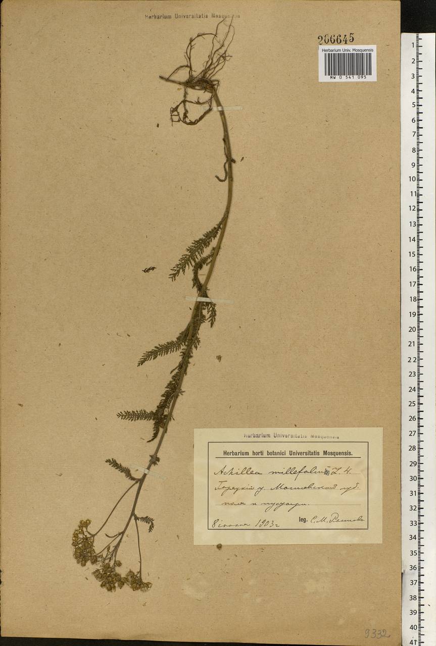 Achillea millefolium L., Eastern Europe, Belarus (E3a) (Belarus)